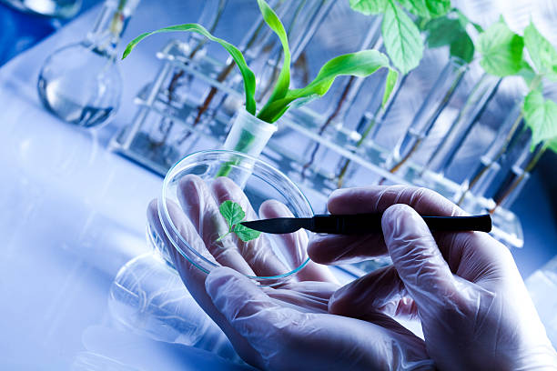 Revolutionary cancer treatment through a Plant virus