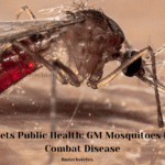 Biotech Meets Public Health: GM Mosquitoes Released to Combat Disease