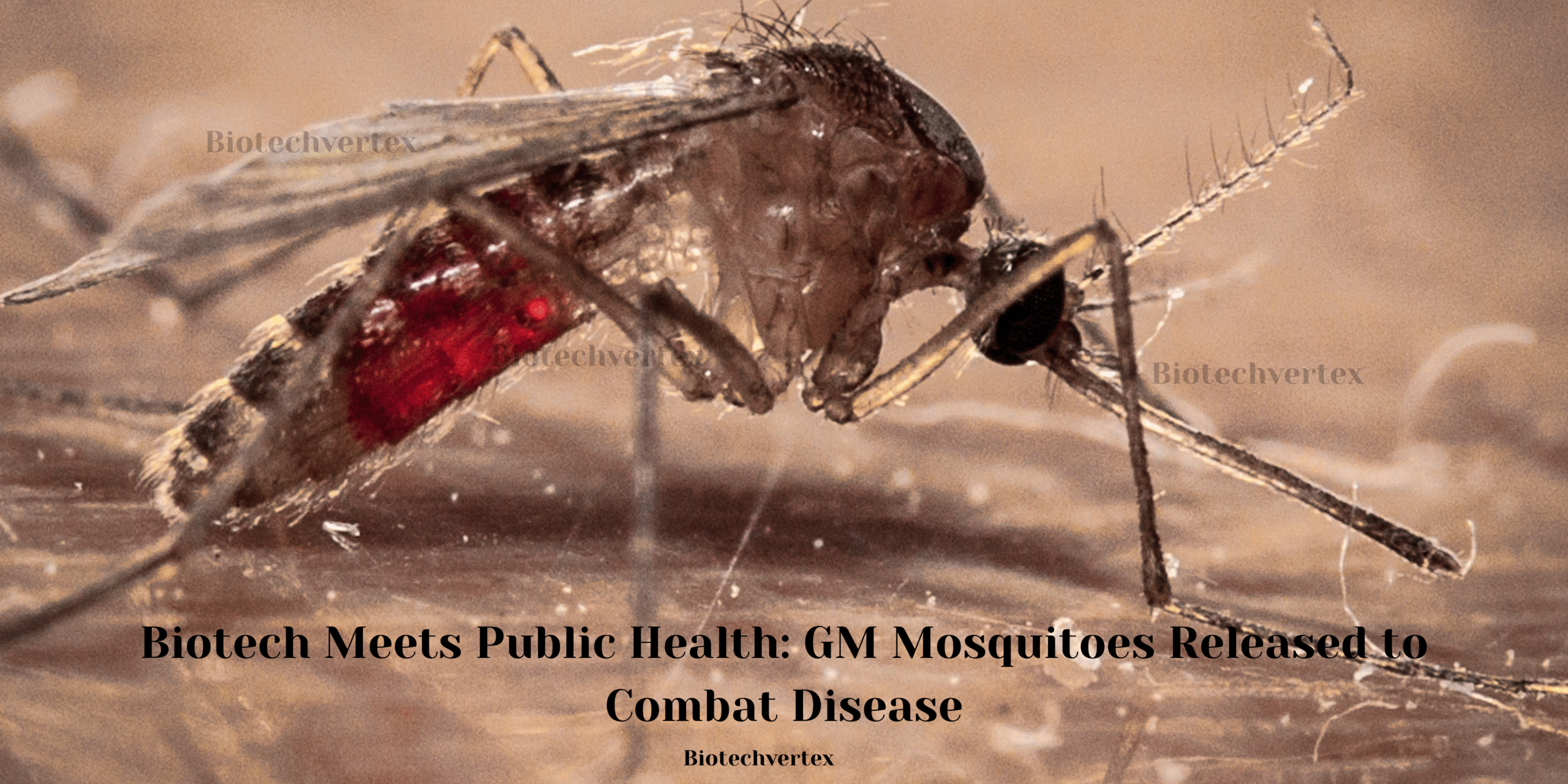 Biotech Meets Public Health: GM Mosquitoes Released to Combat Disease