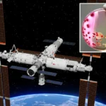 Discovery of Niallia tiangongensis: A Space-Adapted Bacteria on Tiangong Space Station
