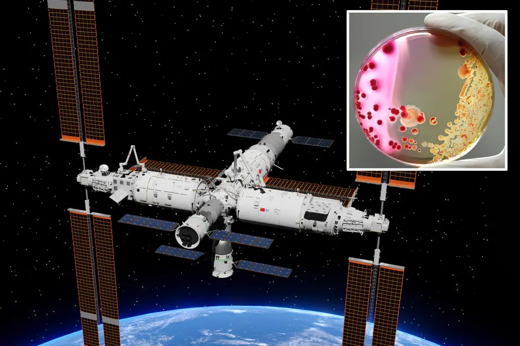 Discovery of Niallia tiangongensis: A Space-Adapted Bacteria on Tiangong Space Station