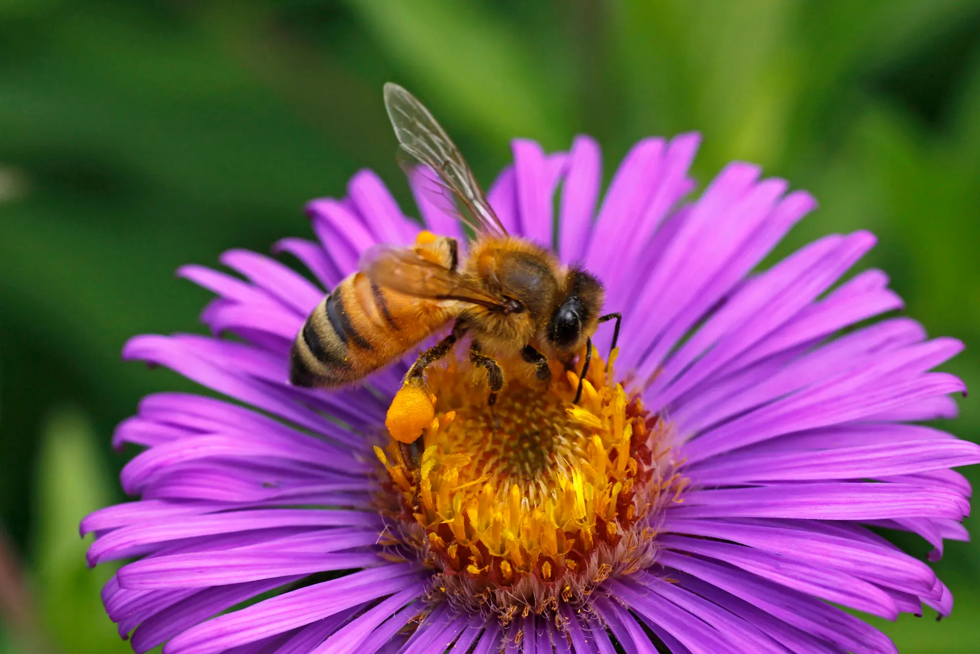 Buzzing Breakthrough: Bee Venom Kills Breast Cancer Cells Buzzing Breakthrough: Bee Venom Kills Breast Cancer Cells