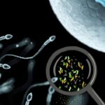 Plastic in the Reproductive System? What Biotech Is Revealing About Semen & Follicular Fluid