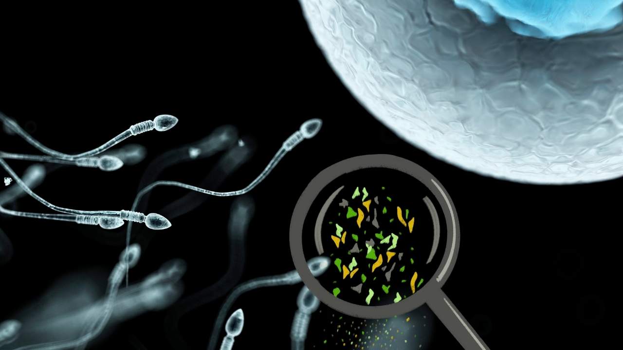 Plastic in the Reproductive System? What Biotech Is Revealing About Semen & Follicular Fluid